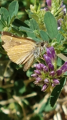 Piruna pirus