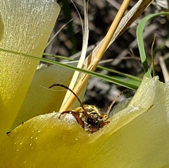 Typocerus octonotatus