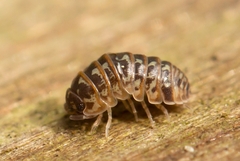 Armadillidium pictum