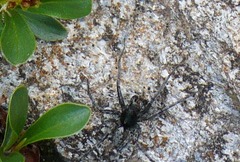 Pardosa nigra