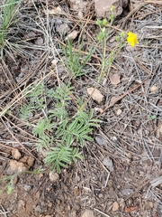 Potentilla crinita