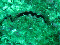 Pinctada mazatlanica