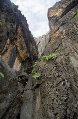 Cissus reniformis