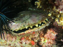 Pinctada mazatlanica