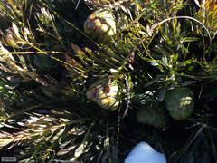 Protea effusa