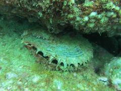 Pinctada mazatlanica