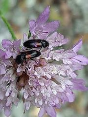 Divales bipustulatus