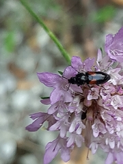 Divales bipustulatus