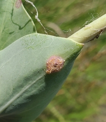 Puccinia andropogonis