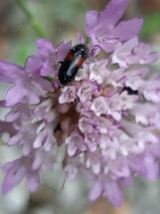 Divales bipustulatus