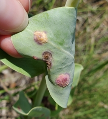 Puccinia andropogonis