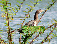 Microcarbo africanus