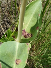 Puccinia andropogonis