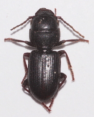 Dixus sphaerocephalus