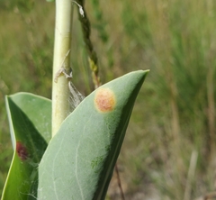 Puccinia andropogonis