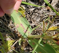 Puccinia andropogonis
