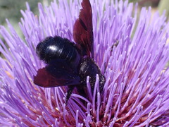 Xylocopa violacea