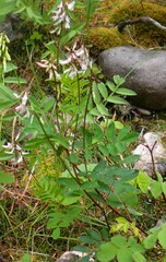 Astragalus robbinsii