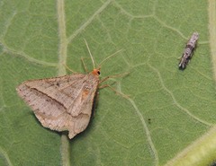 Isturgia arenacearia