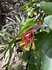 Palicourea croceoides