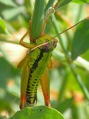 Micropodisma salamandra