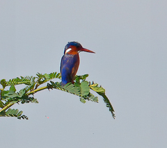 Corythornis cristatus