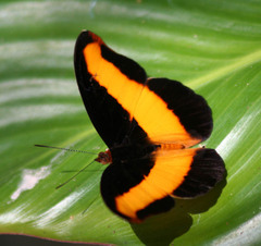 Catonephele salacia