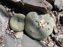 Lophophora diffusa