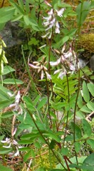 Astragalus robbinsii