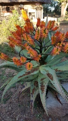 Aloe marlothii
