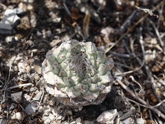 Strombocactus disciformis disciformis