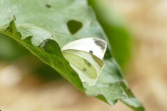 Pieris rapae