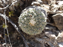 Strombocactus disciformis disciformis