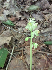 Pyrola chlorantha