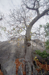 Brachychiton australis