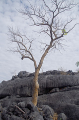 Gyrocarpus americanus sphenopterus