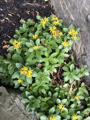 Phedimus kamtschaticus