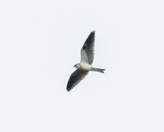 Elanus leucurus