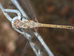 Sympetrum striolatum