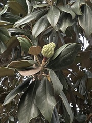 Magnolia