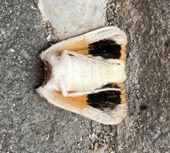 Noctua fimbriata