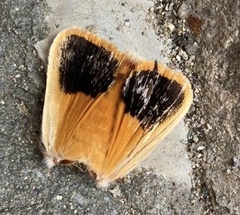 Noctua fimbriata