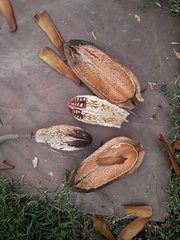Swietenia