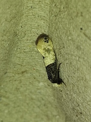 Trichophaga tapetzella