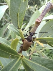 Trigonarthris subpubescens