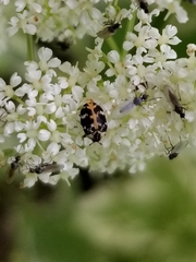 Anthrenus scrophulariae