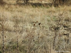 Dipsacus fullonum