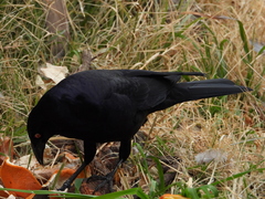 Molothrus oryzivorus