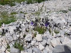Campanula cochleariifolia