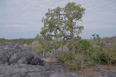 Brachychiton australis